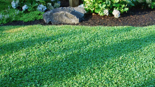 Microclover Natural Alternative Lawn Seed